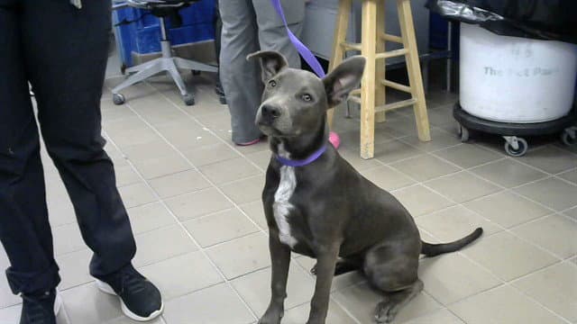 Willow - American Pit Bull Terrier