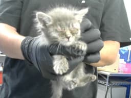 Timmy image 1