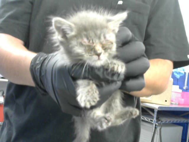 Timmy - Domestic Short Hair