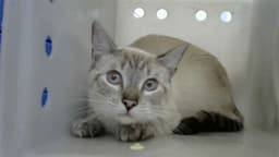 Marie image 1