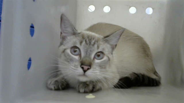 Marie - Domestic Short Hair