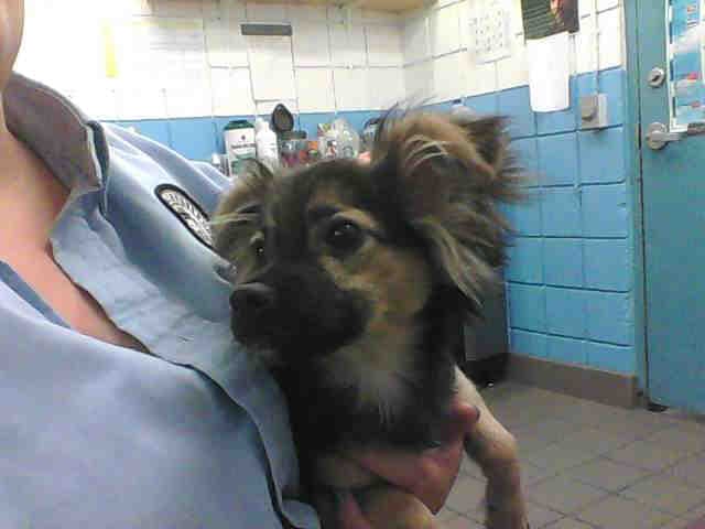 Chichi - Chihuahua