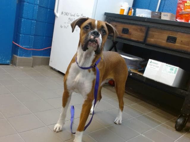 Channel - Boxer