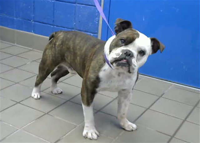 Spitz - English Bulldog