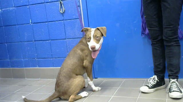 Sr Cuteness - Pit Bull Terrier
