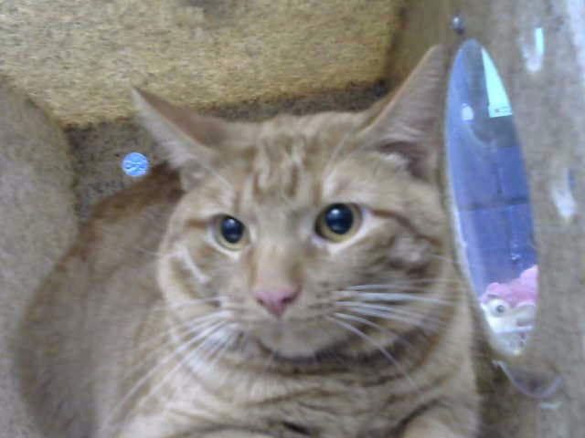 Simba - Domestic Short Hair
