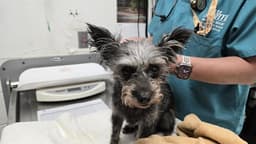 Chiquita image 1