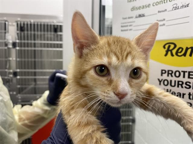 Lembas - Domestic Short Hair