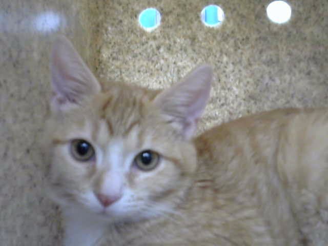 Lembas - Domestic Short Hair