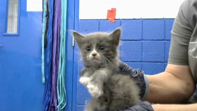 Tank - Domestic Short Hair