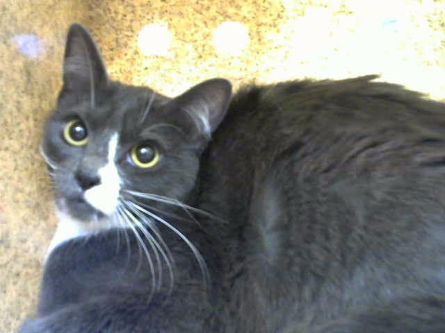 Sally - Domestic Short Hair
