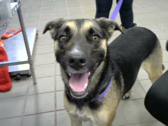 Iris - German Shepherd Dog