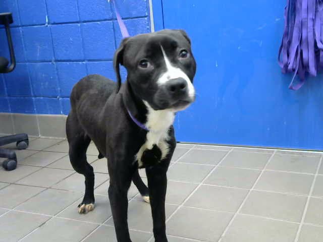 Molly - Pit Bull Terrier