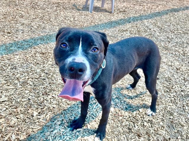 Molly - Pit Bull Terrier