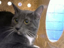 Missy image 1