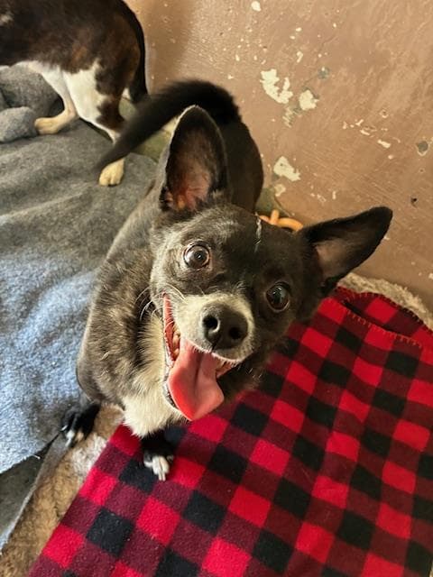 Bull - Chihuahua