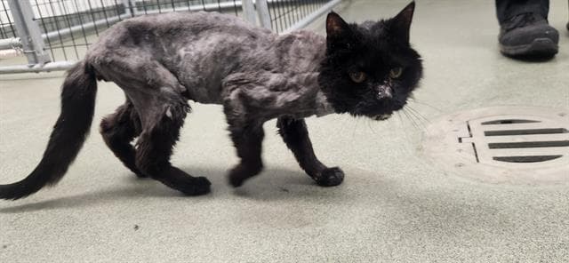 Binks - Domestic Medium Hair