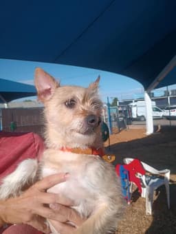 Rosco image 1