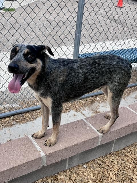 Mayor Peterson - Australian Cattle Dog/Blue Heeler
