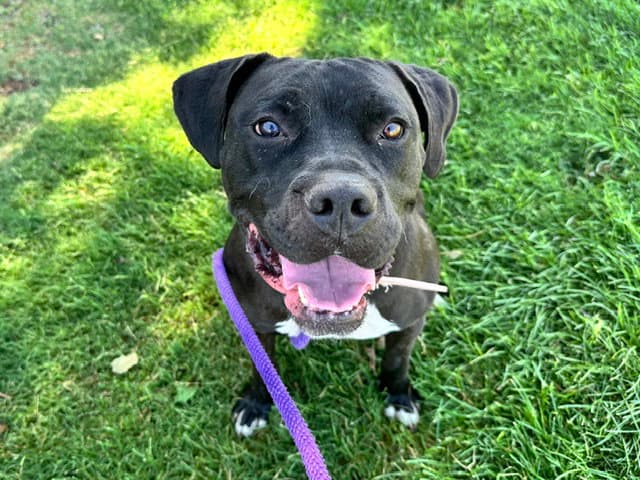 Barb - Pit Bull Terrier