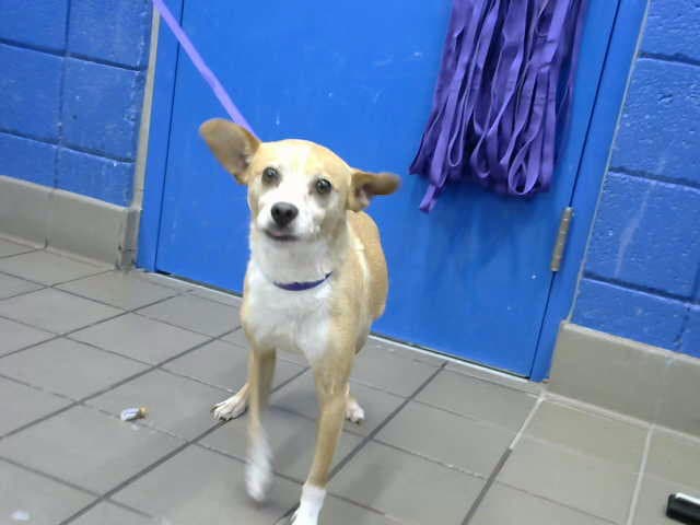 Jack - Jack Russell Terrier (Parson Russell Terrier)