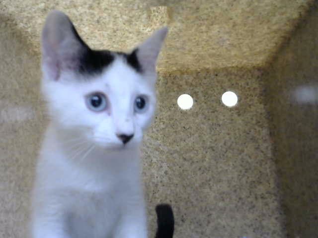 Oliver - Domestic Short Hair