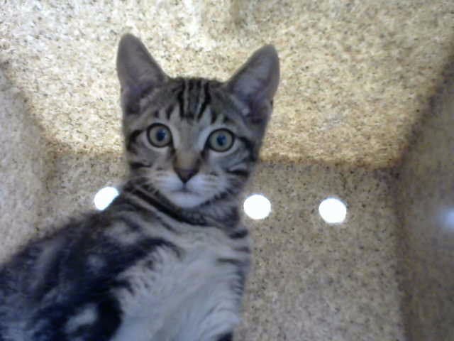 Florance - Domestic Short Hair