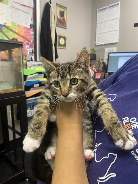 Claws - Domestic Short Hair