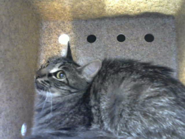 Kelly - Domestic Short Hair
