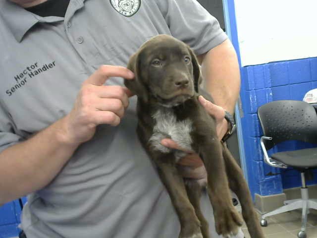 Basil - Labrador Retriever