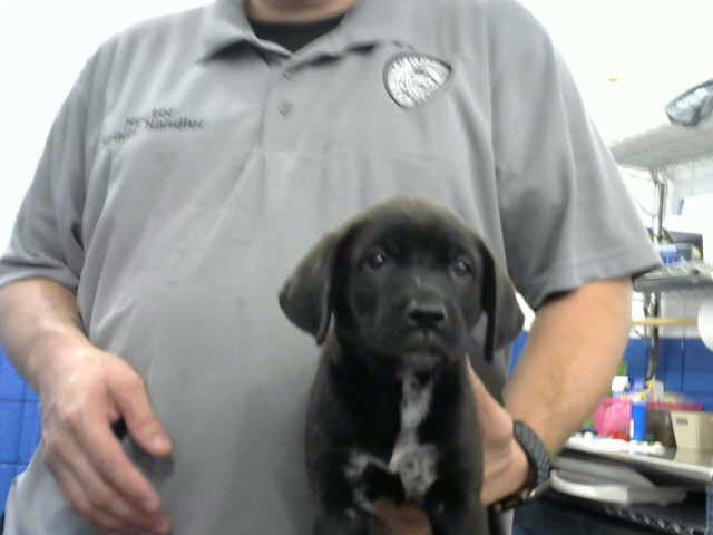 Parsley - Labrador Retriever