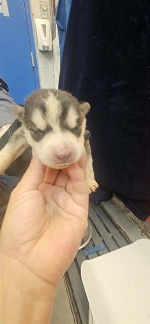 Sauce - Husky