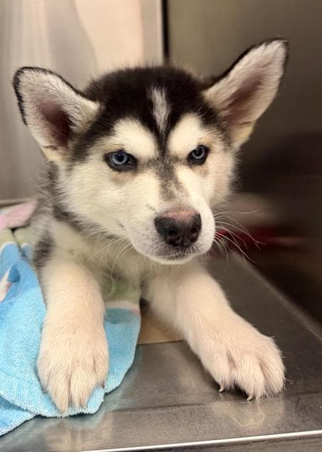 Leftover - Husky