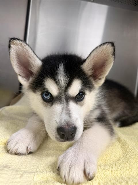 Dairy - Husky