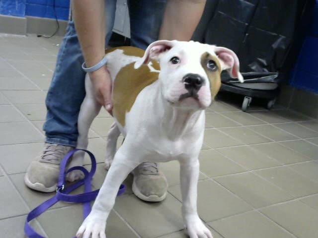 King - American Pit Bull Terrier