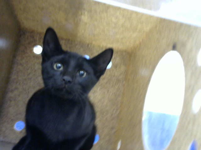 Gary - Domestic Short Hair