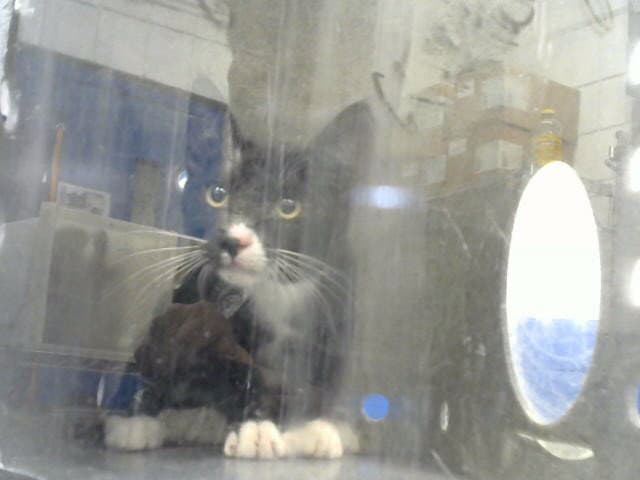Jerry - Domestic Short Hair