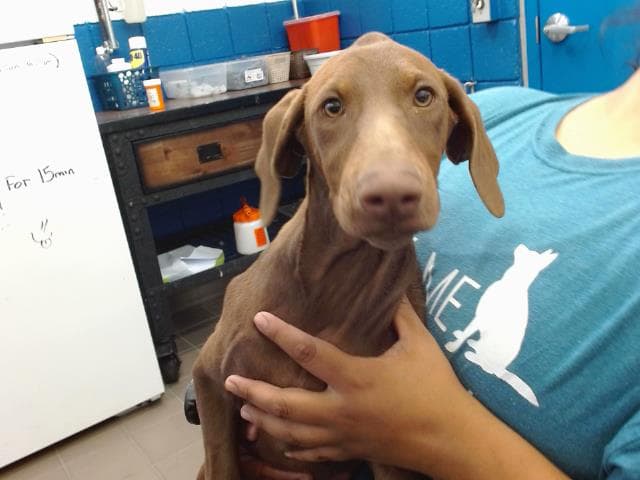 Dobby - Doberman Pinscher