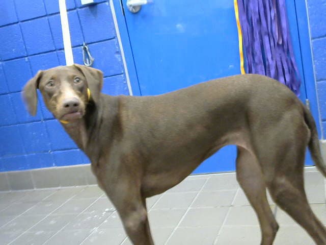 Dobby - Doberman Pinscher