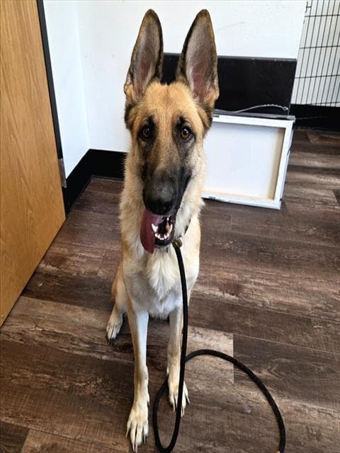 Stella Rose - German Shepherd Dog