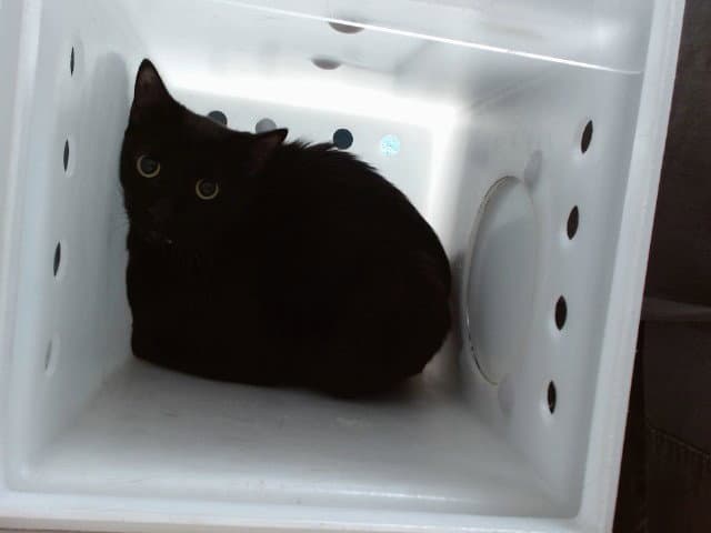 Mocha - Domestic Short Hair
