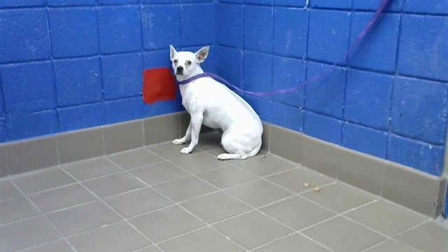 Half Pint - Chihuahua