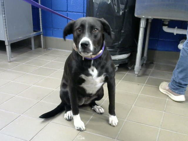 Maco - Labrador Retriever