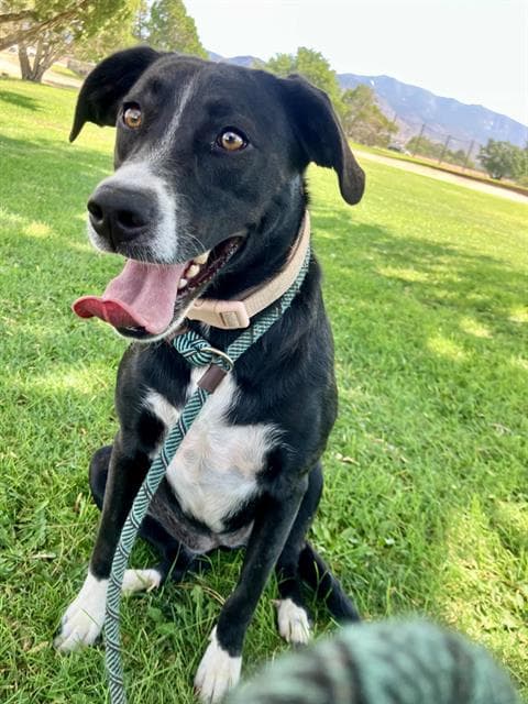 Maco - Labrador Retriever