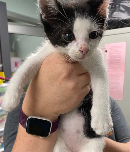 Fry - Domestic Short Hair