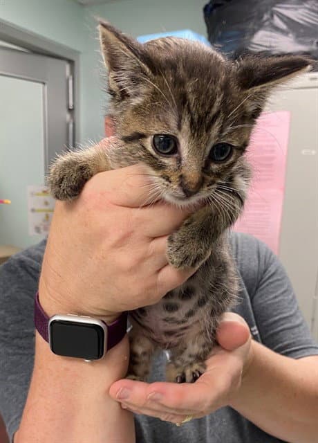 Bender - Domestic Short Hair