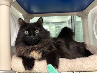Tyr - Domestic Long Hair
