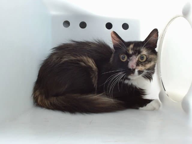 Harmonica - Domestic Medium Hair