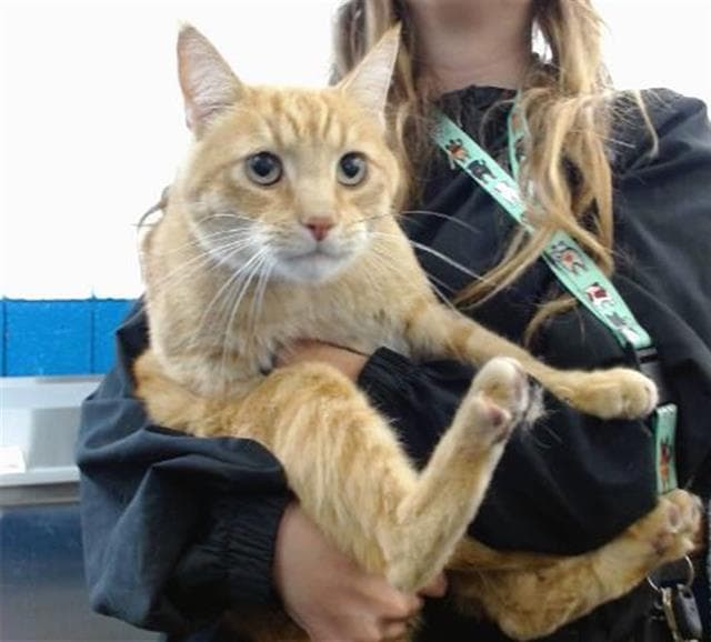 Gus - Domestic Short Hair