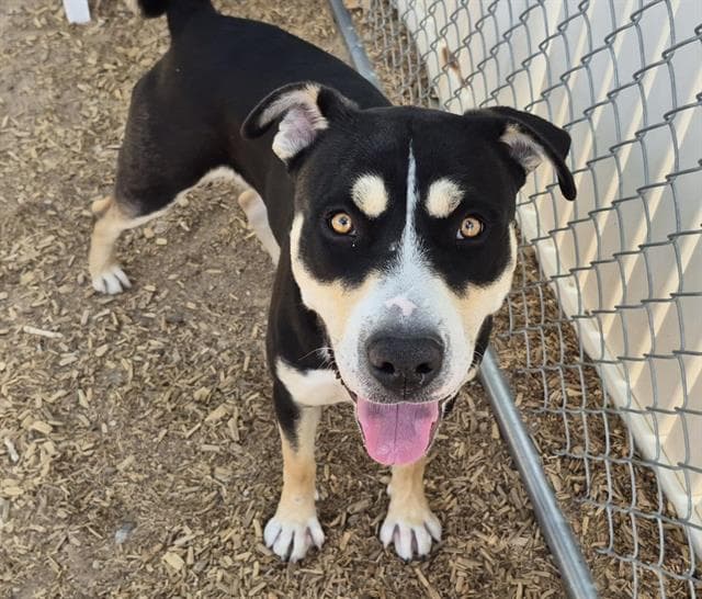 Buddy - American Pit Bull Terrier